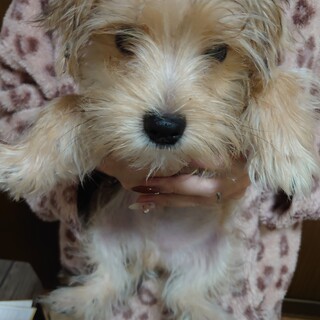 ヨーキ×マルチーズ7月20日生まれ