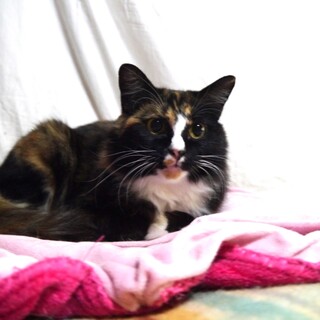 仲良しになれる静かな半長毛三毛☆ティアラ