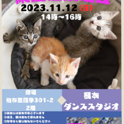 ☆猫カフェ風☆根本ダンススタジオ保護猫譲渡会 サムネイル1
