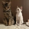 Rikopinn さん