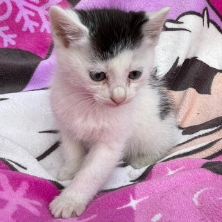 Mix子猫　　1ヶ月半のメス