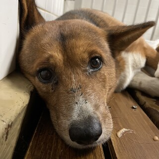 処分対象　収容期限11/8迄