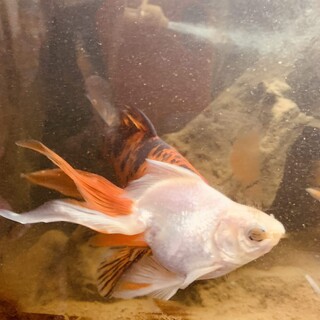 金魚3匹・錦鯉1匹まとめての里親募集です。