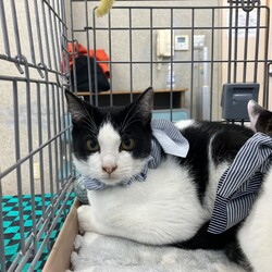 名古屋市緑区猫ね譲渡会