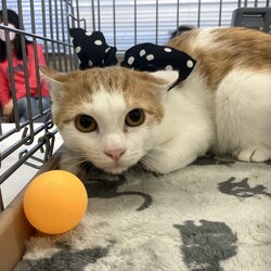 名古屋市緑区猫の譲渡会