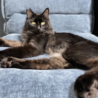 黒猫長毛のイケメン猫！