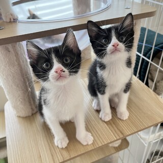 とっても仲良し綺麗なハチワレ仲良し姉妹♪