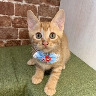 人も猫も大好き♡アクアくん