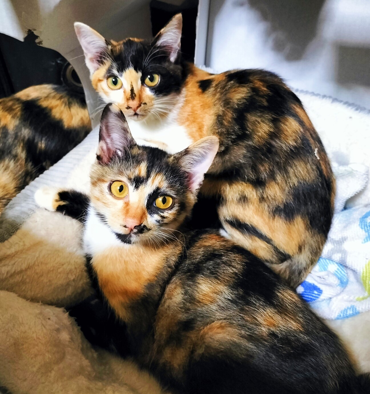 トライアル中！生後3ヶ月の三毛猫姉妹♡ サムネイル1