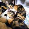 トライアル中！生後3ヶ月の三毛猫姉妹♡ サムネイル1