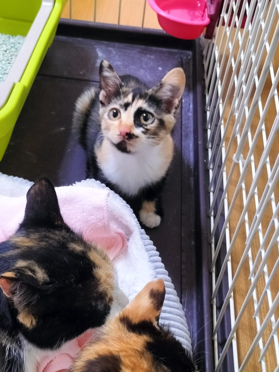 トライアル中！生後3ヶ月の三毛猫姉妹♡ サムネイル3