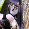 トライアル中！生後3ヶ月の三毛猫姉妹♡ サムネイル3