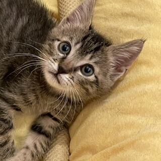 元気なサバトラ猫くん