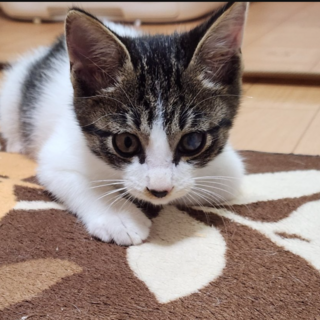 ゴロゴロ甘えっ子♂　サバ白「めぇ」