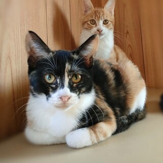 人なれ完璧　黒三毛ちゃん３か月半避妊手術済み