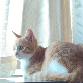 人なれ完璧　茶白君３か月半去勢手術済み