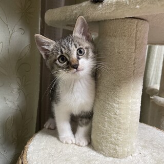 6兄妹♡ゴロゴロぎんなんくん