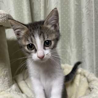 6兄妹♡おっとり♡かえでちゃん