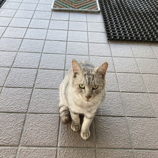里親募集♡大人猫ちゃんです♡