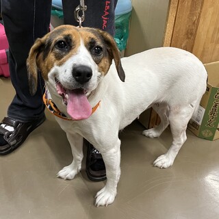 里親決定。ももちゃん5歳避妊済