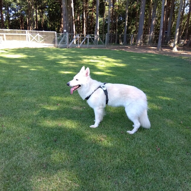 ko-hiyaのカバー写真