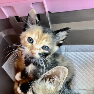ありがとうございました★三毛猫ももちゃん