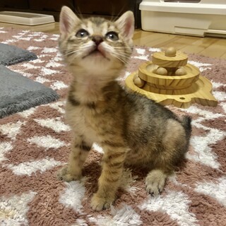 ありがとうございました★ちいかわちゃん