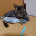 甘えんぼのスリゴロちゃん