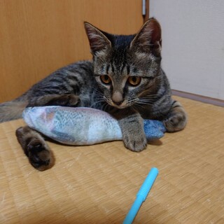 甘えんぼのスリゴロちゃん