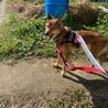 小さめの中型犬 フェネック サムネイル3