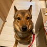 小さめの中型犬 フェネック サムネイル4