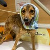 小さめの中型犬 フェネック サムネイル5
