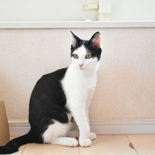 甘えん坊のシュパッ