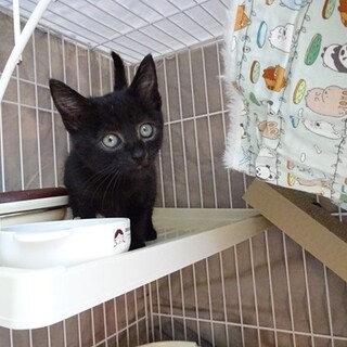 【募集停止】可愛い黒猫の男の子