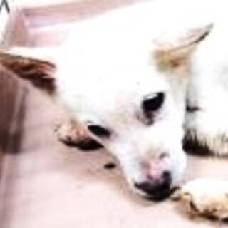 4-3-249◆可愛い子犬◆家族に迎えませんか？