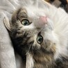 ゆり_レオン
