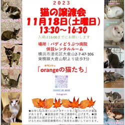 猫の譲渡会in大倉山「orangeの猫たち」