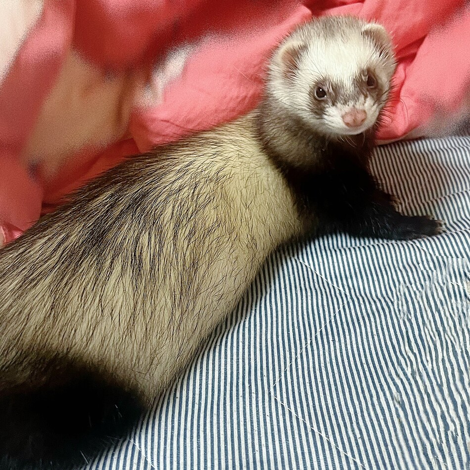 メメのカバー写真