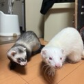 元気な仲良しファーファーム二匹！(一旦停止します)