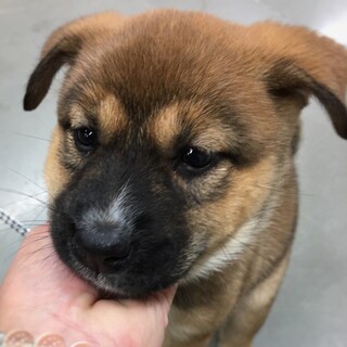 かわいい子犬　ベーゼちゃん　1ヶ月