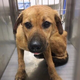 【相談中】愛嬌たっぷり！　アイビーちゃん