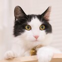 子猫★中毛ハチワレ★富士子ちゃん