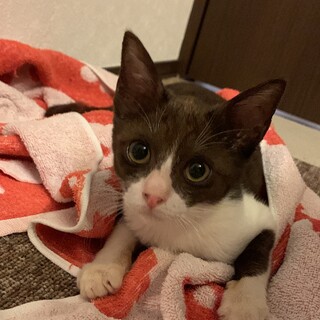 黒白の美少女　薄いブラックカラーがオシャレ✨