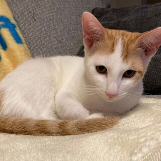 末っ子気質の茶白男子⭐️まる