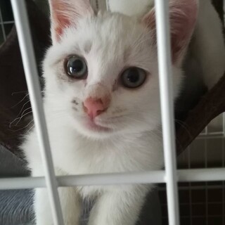 激カワなミルキーちゃん！