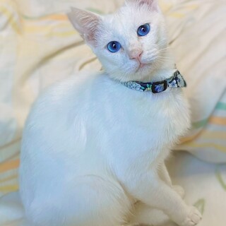 いつも側にいてくれる大人しくて優しい♂（糸島市）