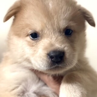 23-W290★赤ちゃんワンコ★１０兄妹★