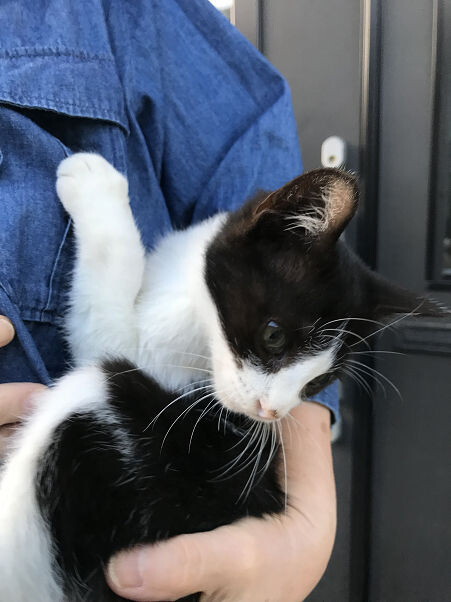 「人懐っこく、元気な男の子です」福島県 猫の里親募集(475414) 3枚目の画像 ペットのおうち【里親決定25万頭!】