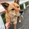 大人しく寄り添ってくれる【こごみ】ちゃん♪ サムネイル2