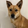 大人しく寄り添ってくれる【こごみ】ちゃん♪ サムネイル3